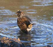 Picture/image of Golden-crowned Sparrow