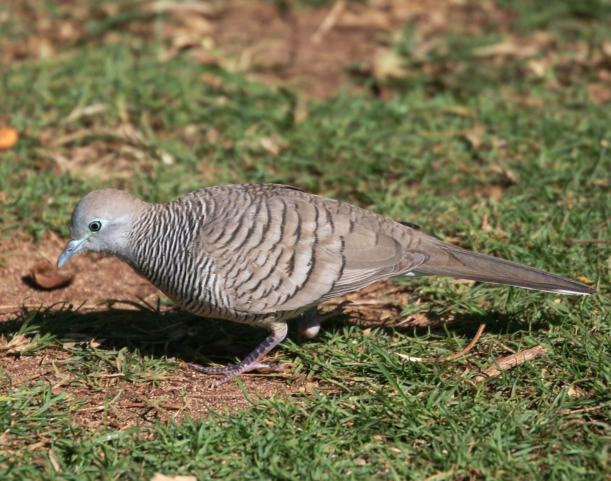 Pictures and information on Zebra Dove