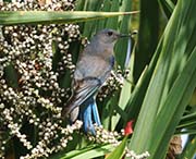 Picture/image of Western Bluebird