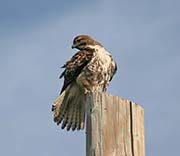 Picture/image of Red-tailed Hawk