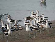 Picture/image of American Avocet