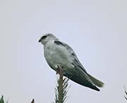 Picture/image of White-tailed Kite
