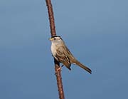 Picture/image of White-crowned Sparrow