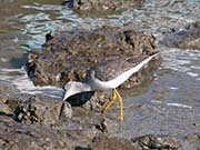 Picture/image of Greater Yellowlegs