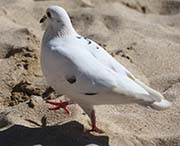 Picture/image of White Pigeon