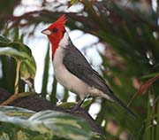 Picture/image of Red-crested Cardinal