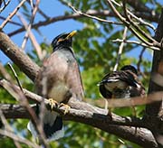Picture/image of Common Myna