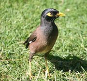 Picture/image of Common Myna