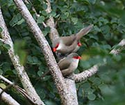 Picture/image of Common Waxbill