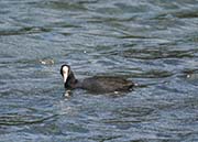 Picture/image of Hawaiian Coot