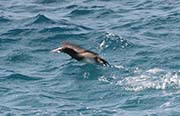 Picture/image of Brown Booby