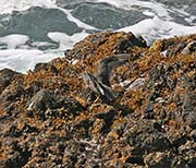 Picture/image of Wandering Tattler