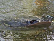 Picture/image of Oahu Hawaii