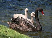 Picture/image of Black Swan