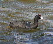 Picture/image of American Coot