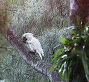 Picture/image of White Cockatoo
