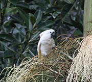 Picture/image of White Cockatoo