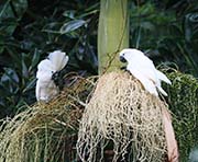 Picture/image of White Cockatoo