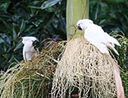 Picture/image of White Cockatoo