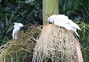 Picture/image of White Cockatoo