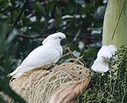 Picture/image of White Cockatoo