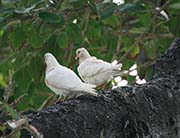 Picture/image of White Pigeon