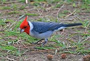 Picture/image of Red-crested Cardinal