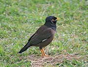 Picture/image of Common Myna