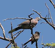 Picture/image of Spotted Dove