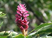 Picture/image of Oahu Hawaii