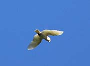 Picture/image of White Cockatoo