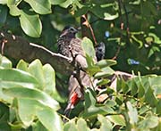 Picture/image of Red-vented Bulbul