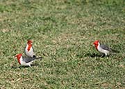 Picture/image of Red-crested Cardinal
