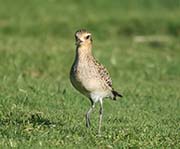 Picture/image of Pacific Golden Plover