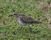 Picture/image of Pacific Golden Plover