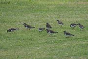 Picture/image of Ruddy Turnstone