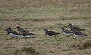 Picture/image of Ruddy Turnstone