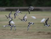 Picture/image of Ruddy Turnstone