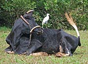 Picture/image of Cattle Egret