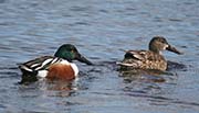 Picture/image of Northern Shoveler
