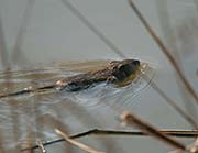 Picture/image of Coyote Hills