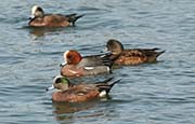 Picture/image of Eurasian Wigeon