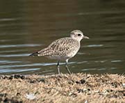 Picture/image of Black-bellied Plover