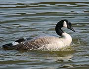 Picture/image of Canada Goose
