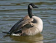 Picture/image of Canada Goose