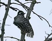 Picture/image of Nuttall's Woodpecker
