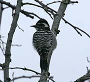 Picture/image of Nuttall's Woodpecker