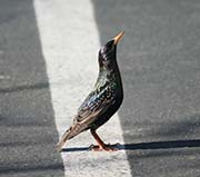 Picture/image of European Starling