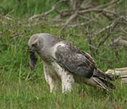 Picture/image of Northern Harrier