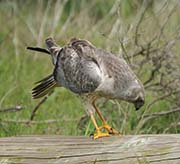 Picture/image of Northern Harrier